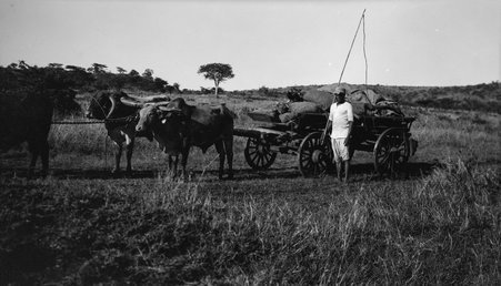 Safari - McCutcheon, John T. (John Tinney), 1870-1949