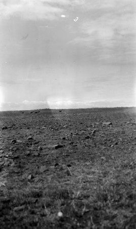 Safari - McCutcheon, John T. (John Tinney), 1870-1949