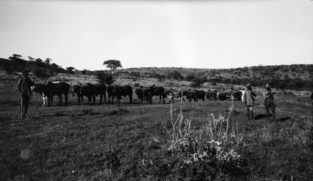 Safari - McCutcheon, John T. (John Tinney), 1870-1949
