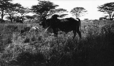 Safari - McCutcheon, John T. (John Tinney), 1870-1949