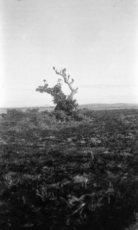 Scenery - McCutcheon, John T. (John Tinney), 1870-1949