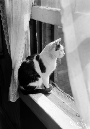 Piano tests, Cat Pictures - Coster, Gordon, 1920-1985