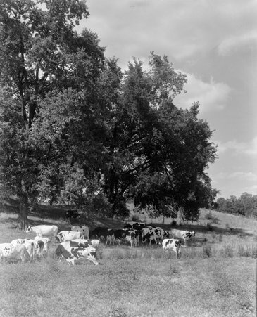 Cows in field - Hedrich-Blessing