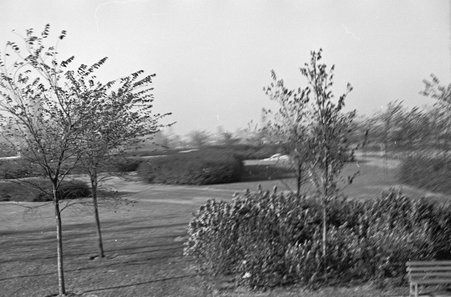 View of Grant Park during Century of Progress - Cook, O. L.