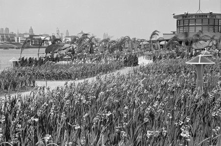 Gladiolus Gardens and Schultz Garden Cafe at Century of Progress - Cook, O. L.