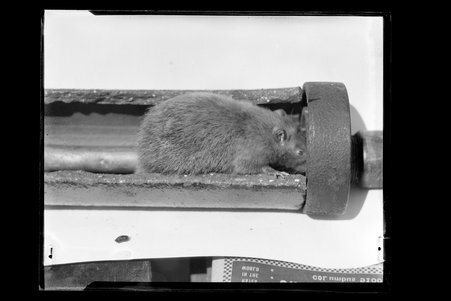 Pest Control, May 5, 1922 - Chicago Telephone Company