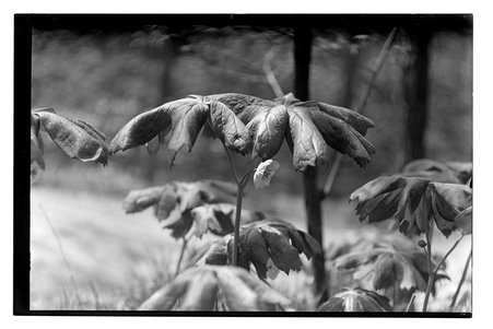 Plants - Childs, Charles R., 1875-1960