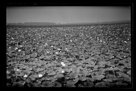 Grass Lake in Antioch, Illinois, 1932 - Childs, Charles R., 1875-1960