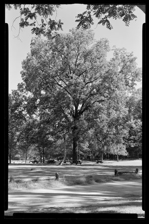 White Pines Forest State Park, Illinois, 1949, 1951, 1953 - Childs, Charles R., 1875-1960