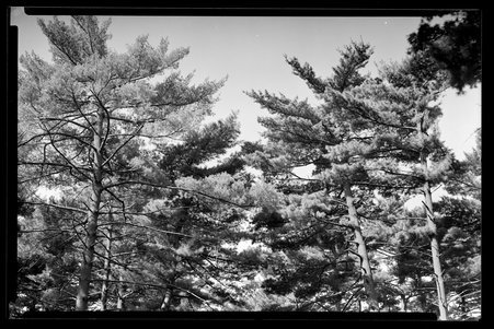 White Pines Forest State Park, Illinois, 1937, 1939, 1945, 1949 - Childs, Charles R., 1875-1960