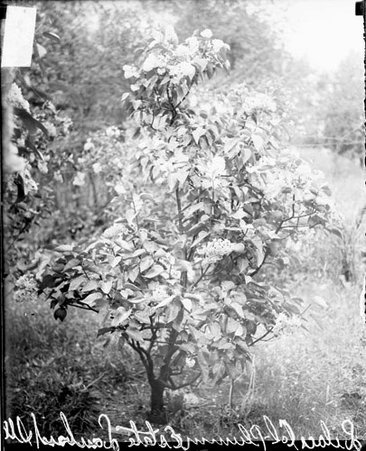 Lilac bush on the estate of Colonel Plum in Lombard, Illinois - Chicago Daily News, Inc.