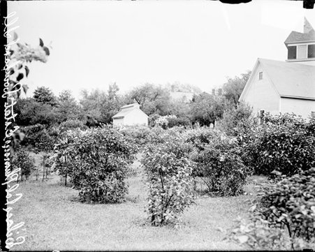 Trees in front of the estate of Colonel Plum in Lombard, Illinois - Chicago Daily News, Inc.
