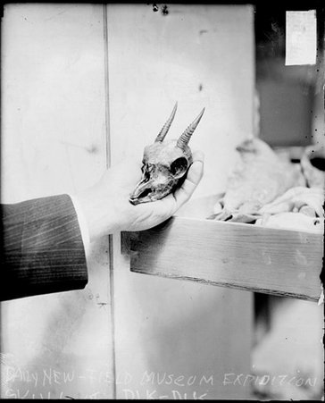 Horned animal skull sitting in the hand of a man in a room - Chicago Daily News, Inc.