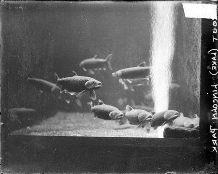 Trout swimming in a fish tank at the Lincoln Park Aquarium - Chicago Daily News, Inc.