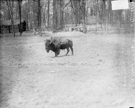 Buffalo standing on a field in the Palos District of the Forest Preserve - Chicago Daily News, Inc.