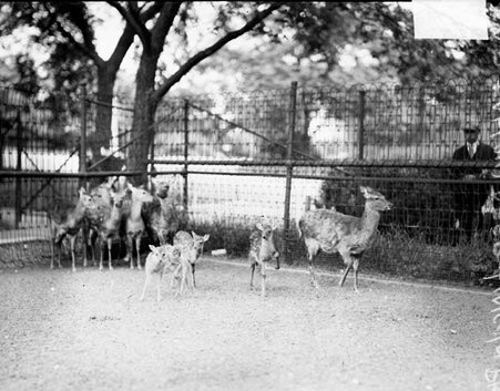 Adult and baby deer standing in a fenced area in Lincoln Park Zoo, light exposure - Chicago Daily News, Inc.