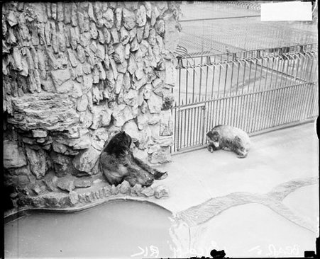 Two bears sitting in an enclosed area in the Lincoln Park Zoo - Chicago Daily News, Inc.
