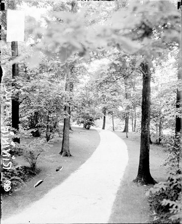 Path leading through trees and grass at Ravinia - Chicago Daily News, Inc.