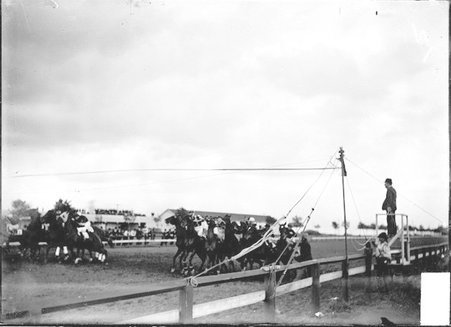 Hawthorne Race Track, two groups of horses at starting line - Chicago Daily News, Inc.