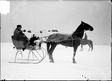 Horse racing, Johnson D, cutter racing horse, hitched to sled with driver, standing on ice - Chicago Daily News, Inc.