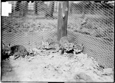 Fox hunting, Midlothian Country Club, four foxes in cage - Chicago Daily News, Inc.