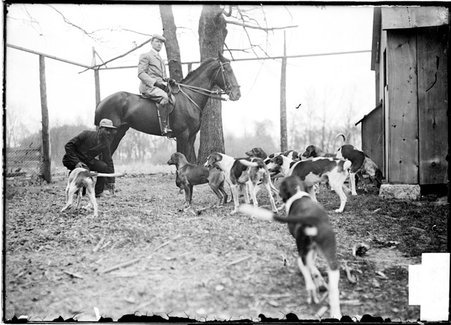 Fox hunting, hunter on horseback and hunting dogs in a kennel at Midlothian Country Club - Chicago Daily News, Inc.