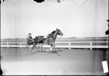 Racehorse, Trixie H., and driver McMahon, sitting on a two-wheeled racing cart behind the horse, at the Libertyville Trotting Races - Chicago Daily News, Inc.