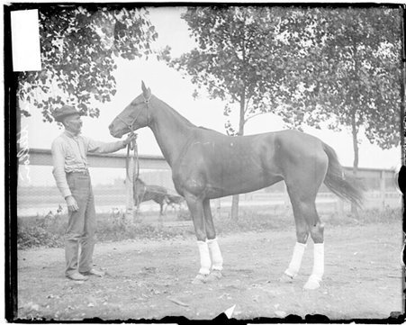 Racehorse, Lou Dillon standing in profile on a dirt field, light exposure - Chicago Daily News, Inc.