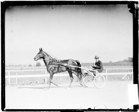 Racehorse, Dan Patch, harnessed to a carriage, walking on a racetrack - Chicago Daily News, Inc.