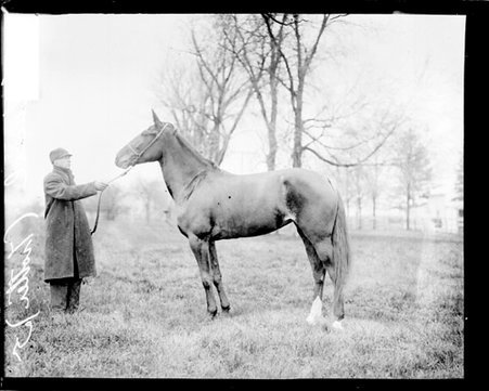 Horse Fiducial, a trotter, standing in profile on a grass field - Chicago Daily News, Inc.