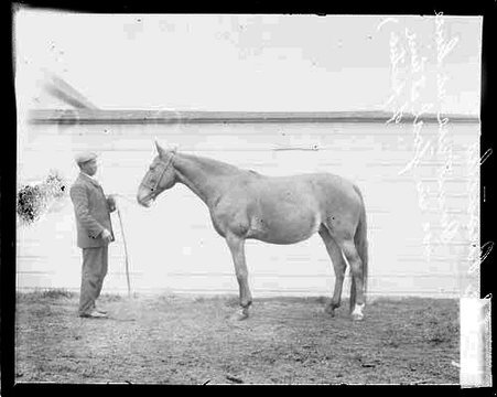 Horse Broncho standing in profile on a dirt surface in front of a light-colored wall - Chicago Daily News, Inc.
