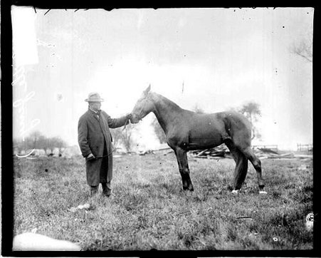 Horse Little Jerry standing in profile on a grass field - Chicago Daily News, Inc.