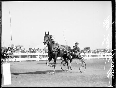 Racehorse Major Law harnessed to a carriage, trotting on a racetrack at the DuPage County Fair - Chicago Daily News, Inc.