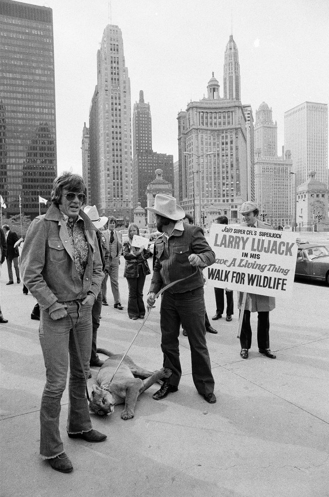 Larry Lujack with a cougar and wombat walk on Michigan Avenue - Chicago Sun-Times