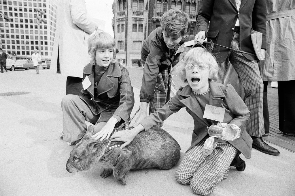 Larry Lujack with a cougar and wombat walk on Michigan Avenue - Chicago Sun-Times