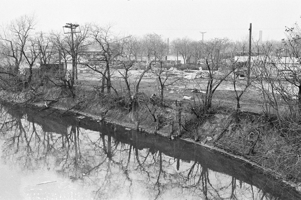 Tree reflections in the Chicago River near Riverview Park - Chicago Sun-Times