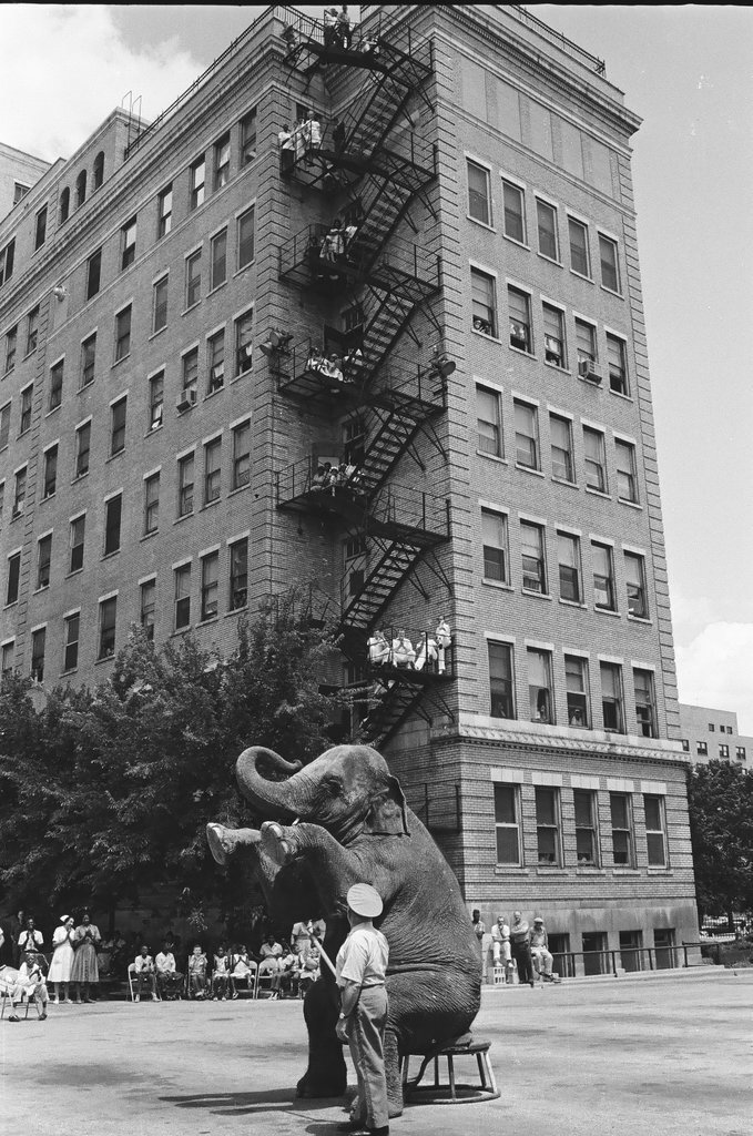 Circus clowns and animals entertain Cook County Hospital patients - Chicago Sun-Times