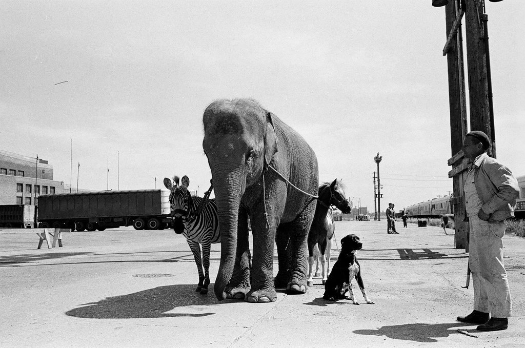 Elephants arrive on circus train - Chicago Sun-Times