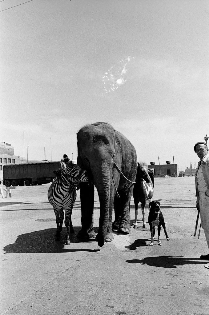 Elephants arrive on circus train - Chicago Sun-Times