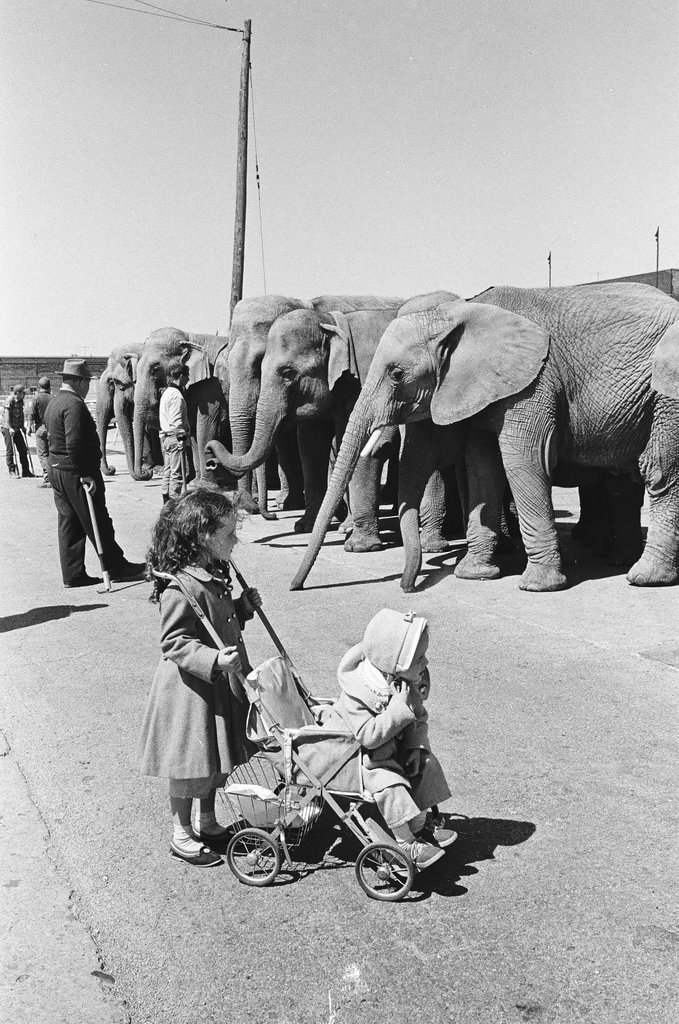Elephants arrive on circus train - Chicago Sun-Times