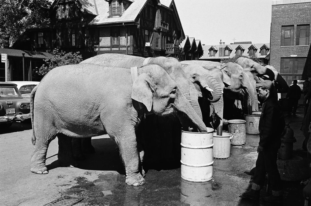 Elephants arrive on circus train - Chicago Sun-Times