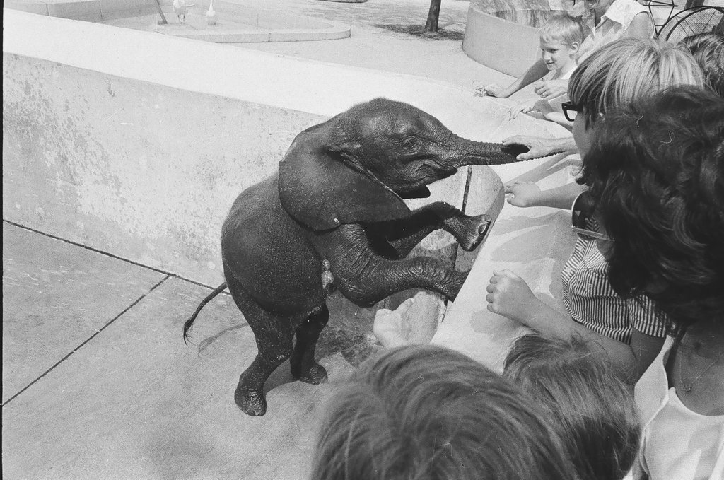 Baby elephant and children at Lincoln Park Zoo - Chicago Sun-Times