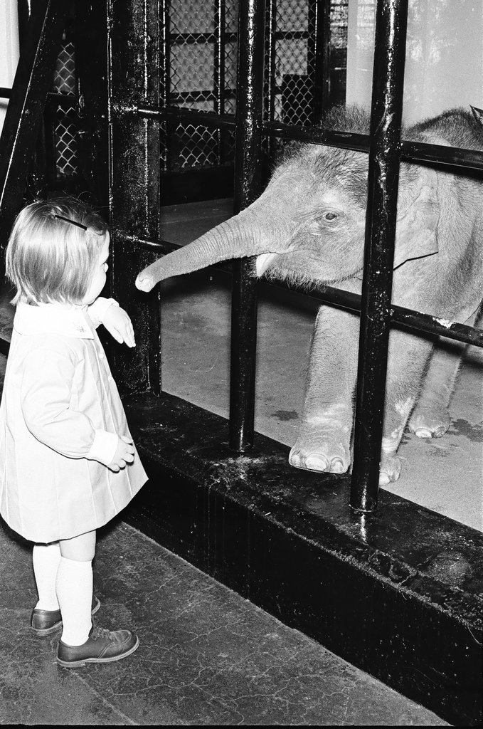 Baby elephant at Lincoln Park Zoo - Chicago Sun-Times