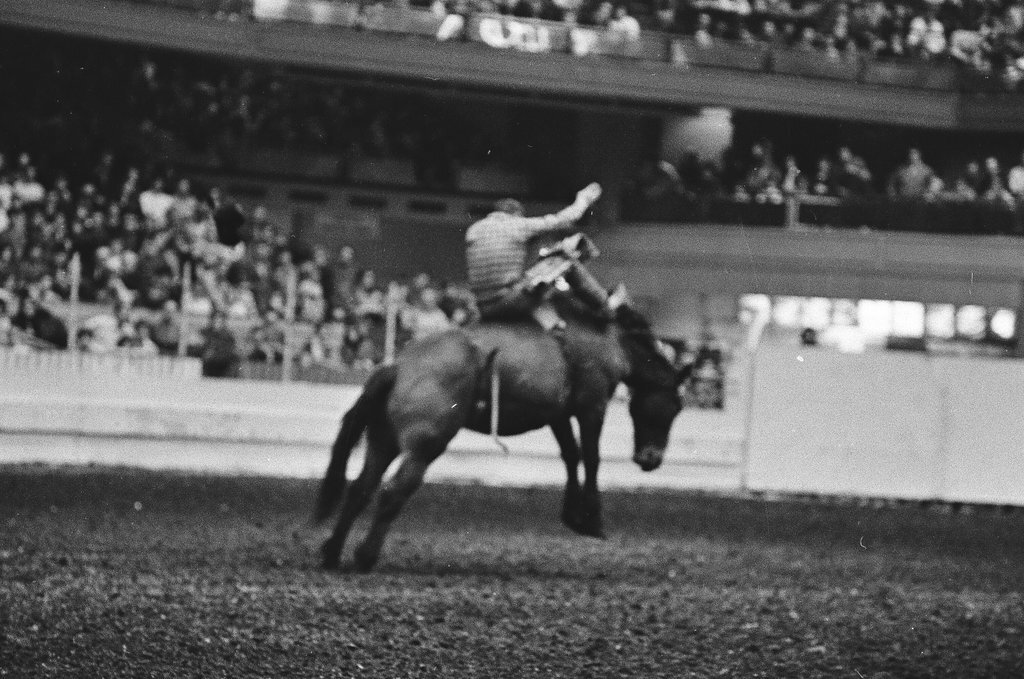 1970 International Livestock Show - Chicago Sun-Times