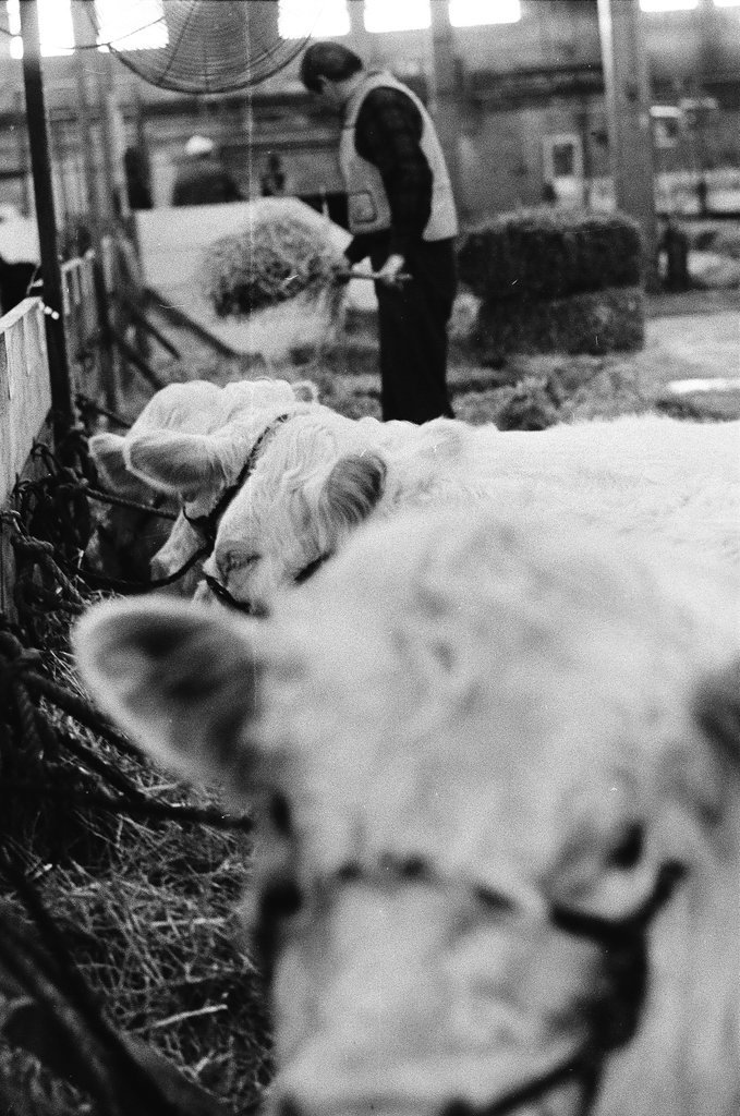 1973 International Livestock Expo - Chicago Sun-Times
