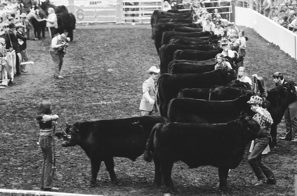 1972 International Livestock Show - Chicago Sun-Times