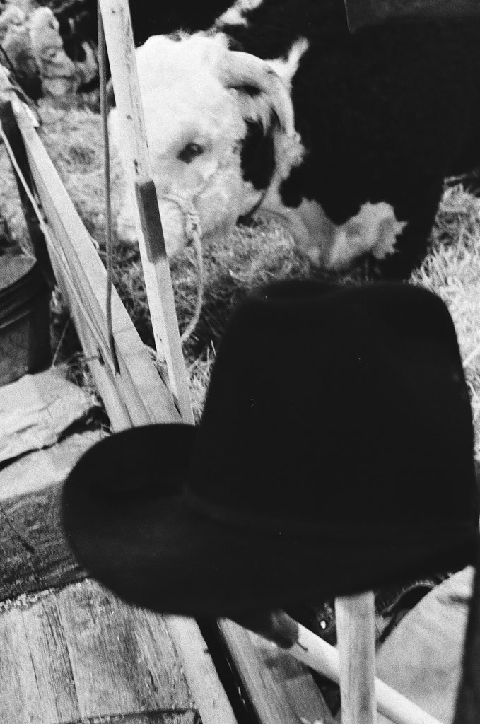 1973 International Livestock Expo - Chicago Sun-Times