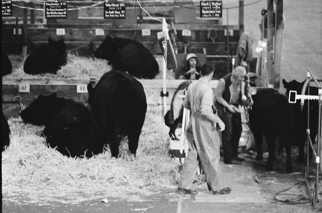1973 International Livestock Expo - Chicago Sun-Times