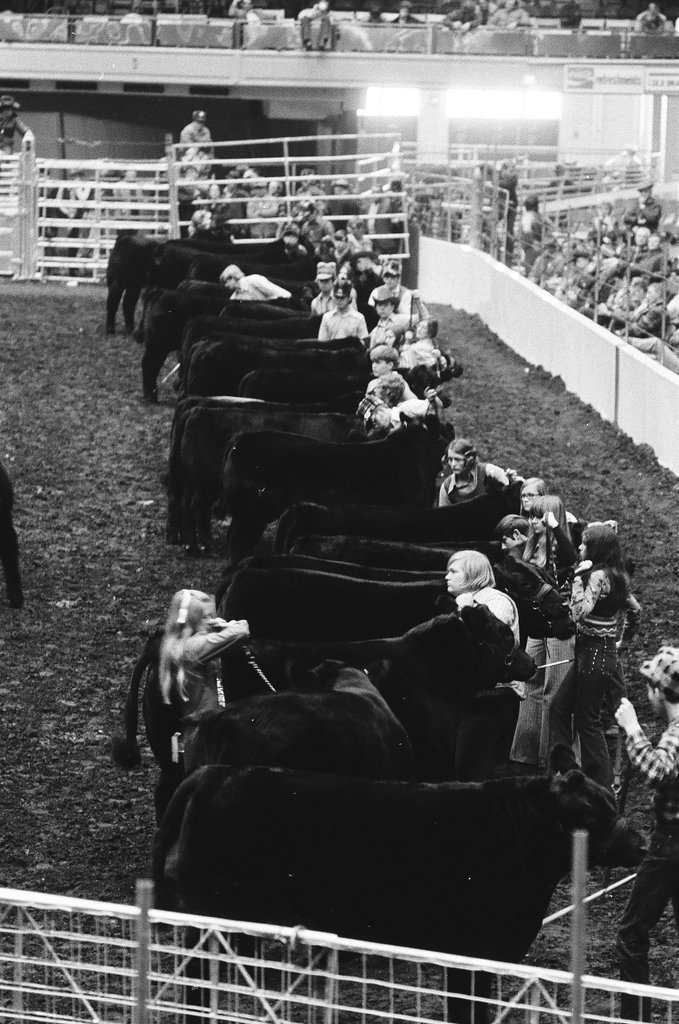 1972 International Livestock Show - Chicago Sun-Times