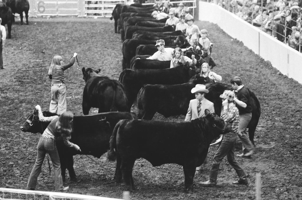 1972 International Livestock Show - Chicago Sun-Times
